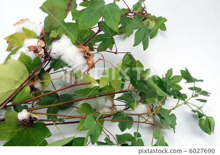 棉花樹 6027690