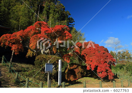 Naka-kamado的Shodore moomida Naka-kamado的Shodore moomida 6027763