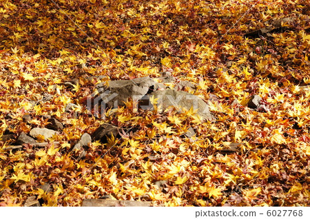 落葉 落葉 6027768