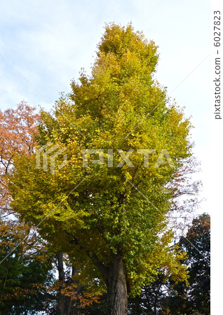 銀杏色黃色（Mii Yano神社/埼玉縣川越市Kaoshi-cho） 6027823