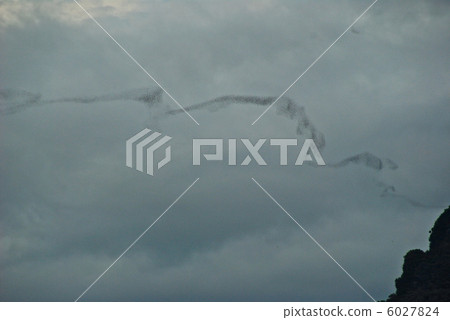 從Dia洞穴飛來的一群飛行蝙蝠（Gurung Mulu國家公園/婆羅洲/東馬來西亞） 6027824