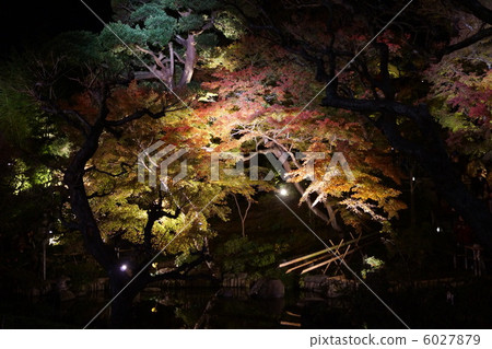 Hasedaji autumn leaves light up Hasedaji autumn leaves light up 6027879