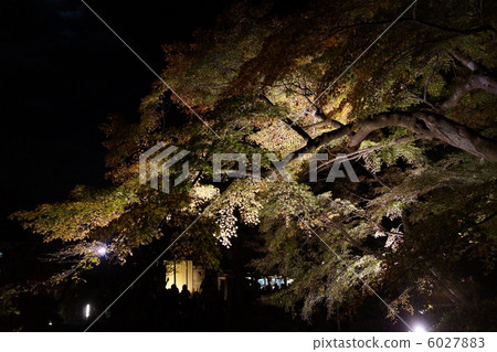 Hasedaji autumn leaves light up 6027883
