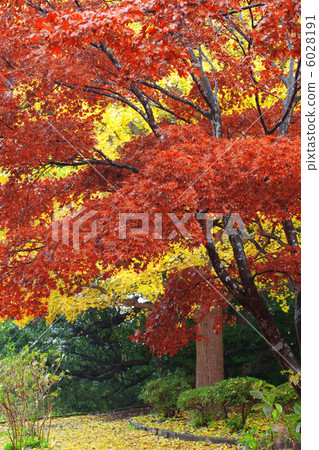 Autumn leaves of Genji mountain 6028191