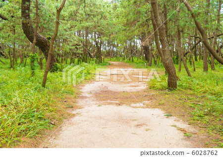 One road of Matsubara 6028762