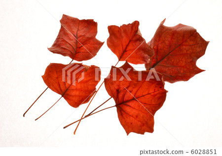 秋天的樹葉 秋天的樹葉 6028851
