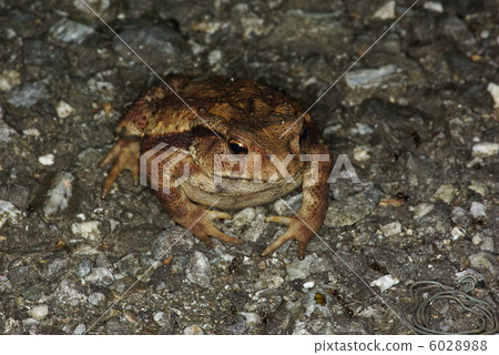 Japanese toad 6028988