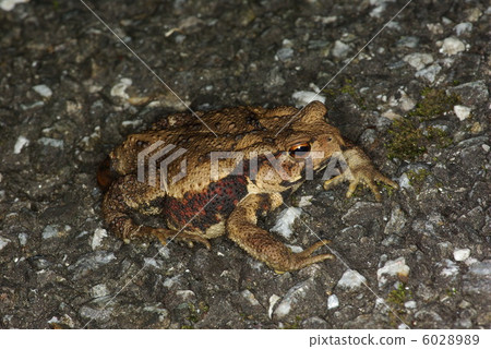 日本蟾蜍 6028989