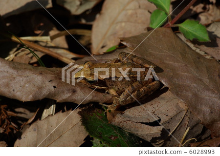 Yamahara frog 6028993