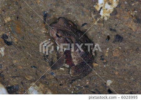 Japanese toad 6028995