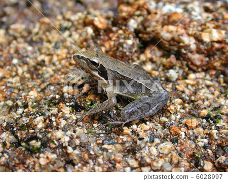 Japanese black frog Japanese black frog 6028997