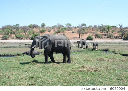 Kingdom of Elephants 6029004