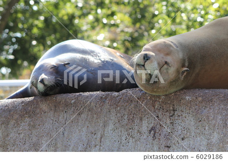 三圃制中的耕地 密封 日光浴 6029186