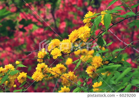 Yae Yamabuki 6029200