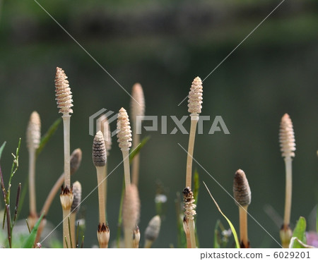 馬尾 馬尾 6029201