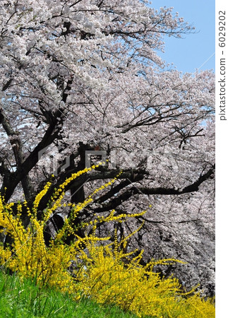 櫻桃樹 櫻桃樹 6029202