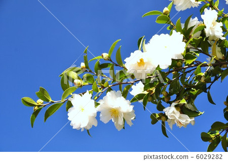 White mountain tea flower and blue sky White mountain tea flower and blue sky 6029282