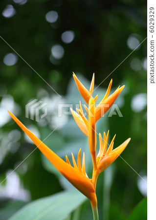 Heliconia·金色火炬 6029329