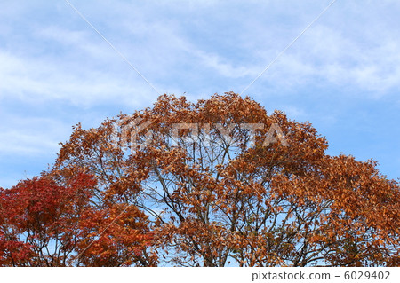 Autumn leaves 6029402