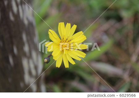 Jishibari Jishibari 6029566