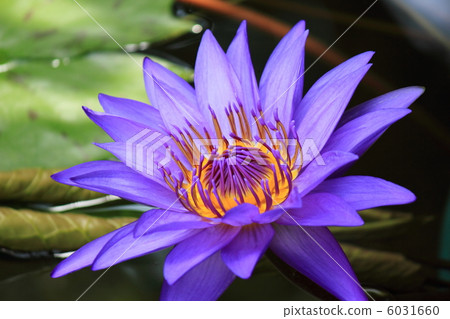 Water lily 6031660