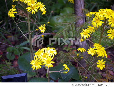Tsuwabuki flower 6031702