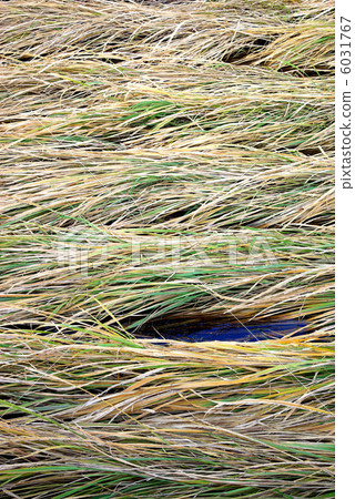 坐落的河草 6031767