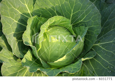 Cabbage of the field Cabbage of the field 6031771