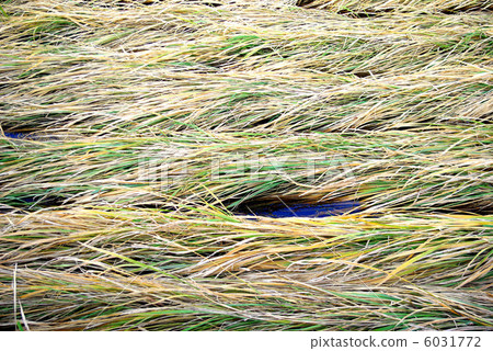 Nestled river grass Nestled river grass 6031772