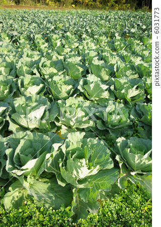 Cabbage field and radish farm Cabbage field and radish farm 6031773
