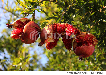 Rip pomegranate tree Rip pomegranate tree 6031961