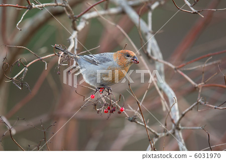 Ginzan Machico 6031970