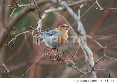 Ginzan Machico Ginzan Machico 6031975