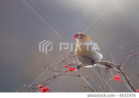 Ginzan Machico Ginzan Machico 6031976