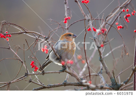 Ginzan Machico Ginzan Machico 6031978