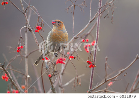 Ginzan Machico 6031979