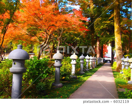 The way the maple and the lantern continue 6032119