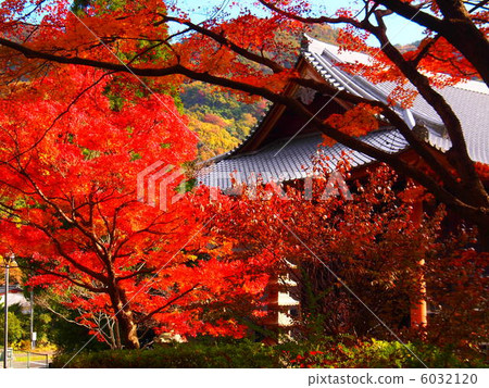 The splendid autumnal leaves of Kuanji The splendid autumnal leaves of Kuanji 6032120