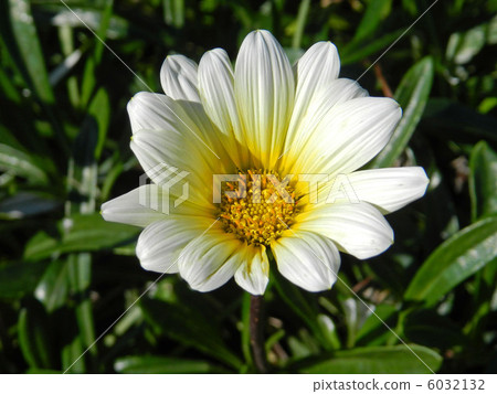 勳章菊屬 勳章菊屬 6032132