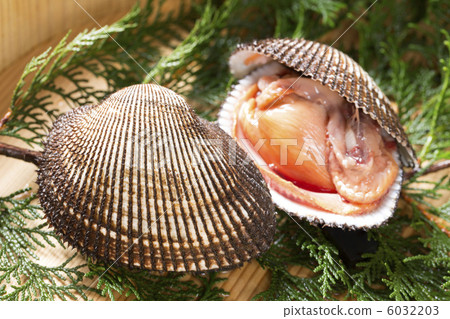 ark shell - Stock Photo [6032203] - PIXTA