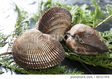 貝類 貝類 6032344
