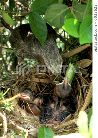 躺著小雞餵鼻子 6032622