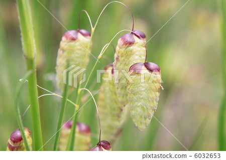 Flower of Cobanso Flower of Cobanso 6032653