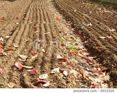 家庭花園 6032926