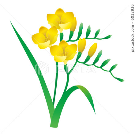 Freesia - Stock Illustration [6032936] - PIXTA