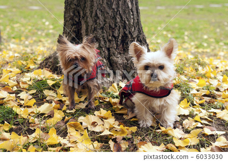 在落葉中 6033030