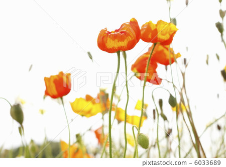 Hinagi's flower Hinagi's flower 6033689