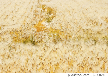 Wheat field 6033690
