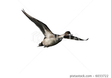 Pintail 6033722