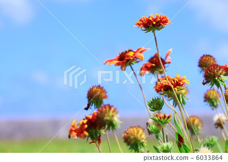 Big blog flowers at Kikai Island 6033864